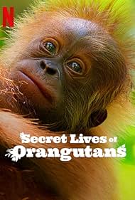 Secret Lives of Orangutans 2024 Hindi Dubbed English 480p 720p 1080p Movies4u